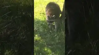 Um, hey buddy. What's up? #homesteadlife #nature #raccoon