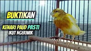 Suara Kenari Belajar Bunyi Ngeriwik || Cocok Untuk Pancingan Kenari Ngeriwik