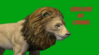 Lion Green screen video, 