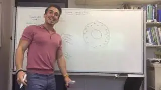 Testes and sperm production