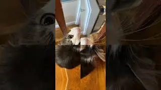MOJO kittens