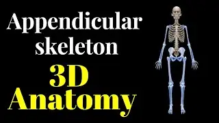 appendicular skeleton 3D animation|| human anatomy || axial and appendicular skeleton