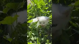 Малыш)