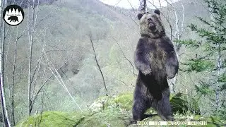 Medvede pri medvedej breze (76)