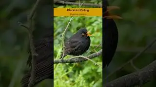 Common Blackbird calling - Bird sounds #shorts