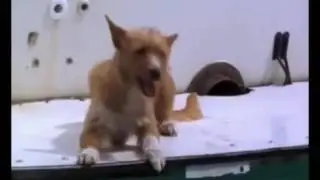 Дельфин друг собаки