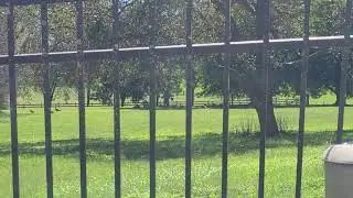Geese scared by rocket