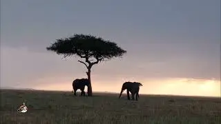 elephant shakes a tree at sunset in the Masai Mara