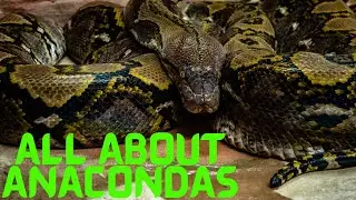 All About Anacondas