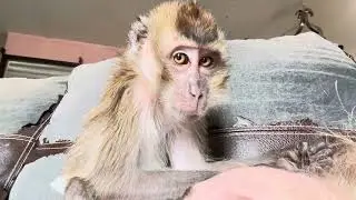 Magnificent ￼ASMR Macaque Monkey Ralphie D
