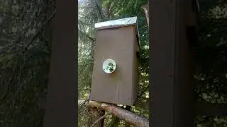 Это всё воровки! А думали, что рой поймали В ловушках тишина #пчёлы #bee #рой #пчеловодство