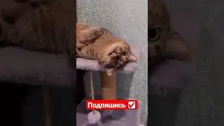 Мысли О Работе 🤣🤣🤣