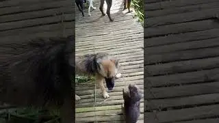 Otter with a few of her dog family off to creek