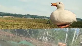 my duck cute 🦆🦆🦆🦆🦆🦆🦆🦆🦆🦆🦆🦆🦆