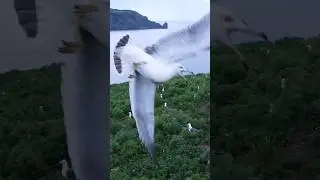 🦩остров Аскольд