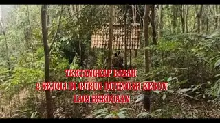 Tertangkap Basah  Sepasang ABG di bawah gubug di tengah perkebunan