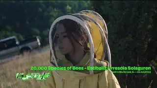 Filme de Abertura - 20.000 Espécies de Abelhas / 31x Curtas Vila do Conde