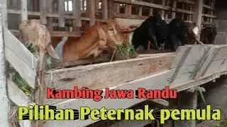 KAMBING JAWA RANDU PILIHAN PETERNAK PEMULA