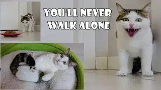 She walks better than vets who say, 'This cat can never walk. Cat Asia.