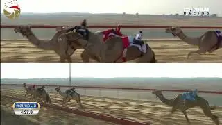 إيذاع للشيوخ - المرموم 3-11-2024 ش14 هملوله لـ هجن الرئاسة - حمدان محمد مروشد 7:59:7