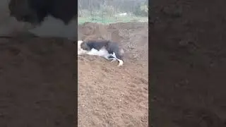 Алабаи. Что хочу, то и творю. 🤣