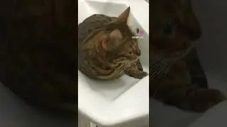 Еогда собрала бота и не можешь налюбоваться его функционалом 😂🙈