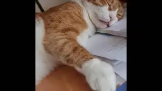 Спит  аж рот корытом,  это наш  Рамзес.  #кошки  #котрамзес