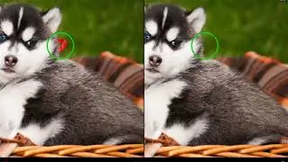 Find the Difference Level 251
