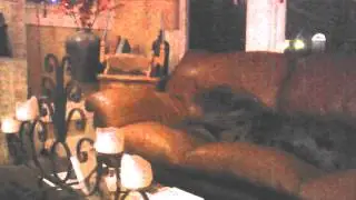 Great Dane with squeaky toy