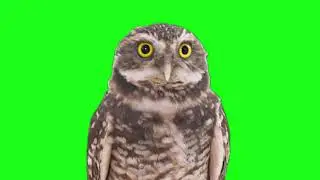 Green Screen Wiggling Owl
