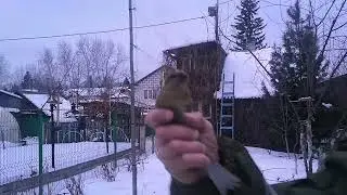 Ловля щуров
