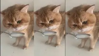 How lovingly and how well is this cat b drinking milk?  cat। cats। cat lover। #shorts