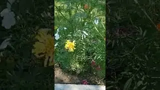 🌸🌺🌻🌹🌷🌼💐