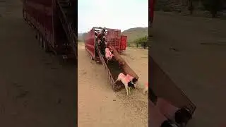 This car trailer research is really practical, I can't count how many sheep there are in this car