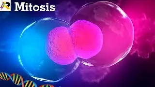 Easy Mitosis Explanation -Phases of Cell- Cycle Cell Division Process- Mitosis Diagram