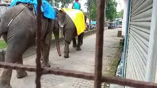 Elephant 😁😁