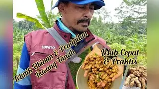 Proses Ubinan Atau Cara Memprediksi Jumlah Produksi Kacang Tanah