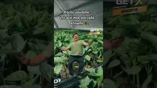 У вас взошла вся рассада? #рекомендации #дача #советы #огород #сад #рассада #shorts