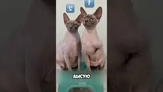 The owner did NOT regret buying a hairless cat 😳 