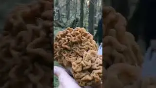 Строчёк гигантский 2024. #mushroom #сморчок #грибы #еда #строчки