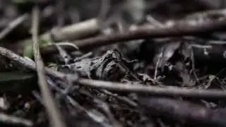 Teaser NUMERO 00