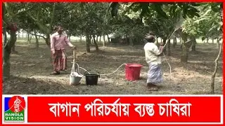 সাতক্ষীরায় আম উৎপাদন লক্ষ্যমাত্রা ৫০ হাজার মেট্রিক টন | Banglavision News