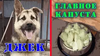 Джек.Главное-Капуста
