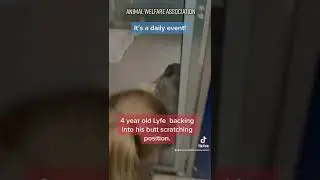 Lyfe Getting Butt Scratches | Animal Welfare Association | Animal Shelter in New Jersey