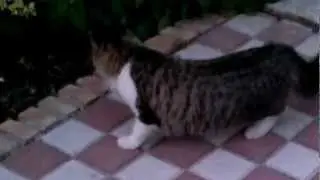 Lolito vacaciones en su jardin