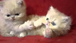 Kittens - fluffy angels.