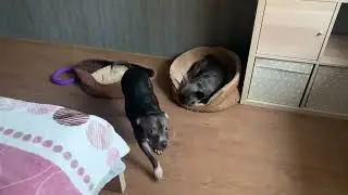 Когда собаки игрались и уснули #питбуль #французскийбульдог #pitbull #bluefrenchbulldog