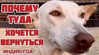 Индия Пляжи Гоа с её бездомными собаками. Неожиданно накатили воспоминания 