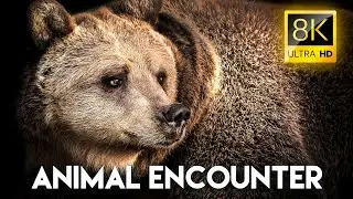 ANIMAL ENCOUNTERS 60FPS 8K ULTRA HD