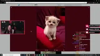 Pqueen - Kedi Videoları İzliyor